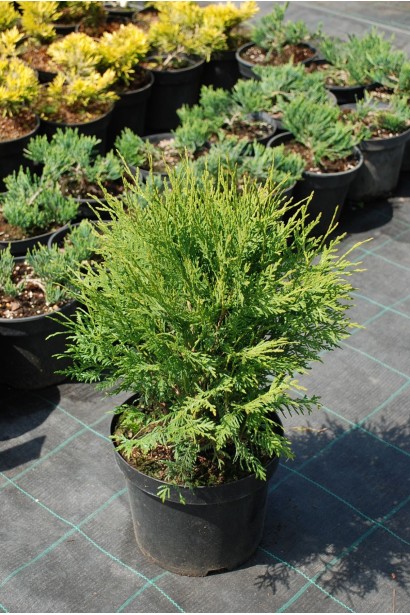 Туя західна Літл Чемпіон - 5л/вис.30-35см/Ø20-30см